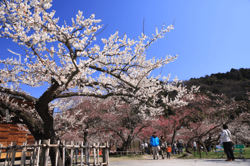 鳳凰の旅【京成船橋発】関東三大梅園「越生梅林」と川越名物・うなぎ料理<コースNo.25-1140>(京成トラベル)1